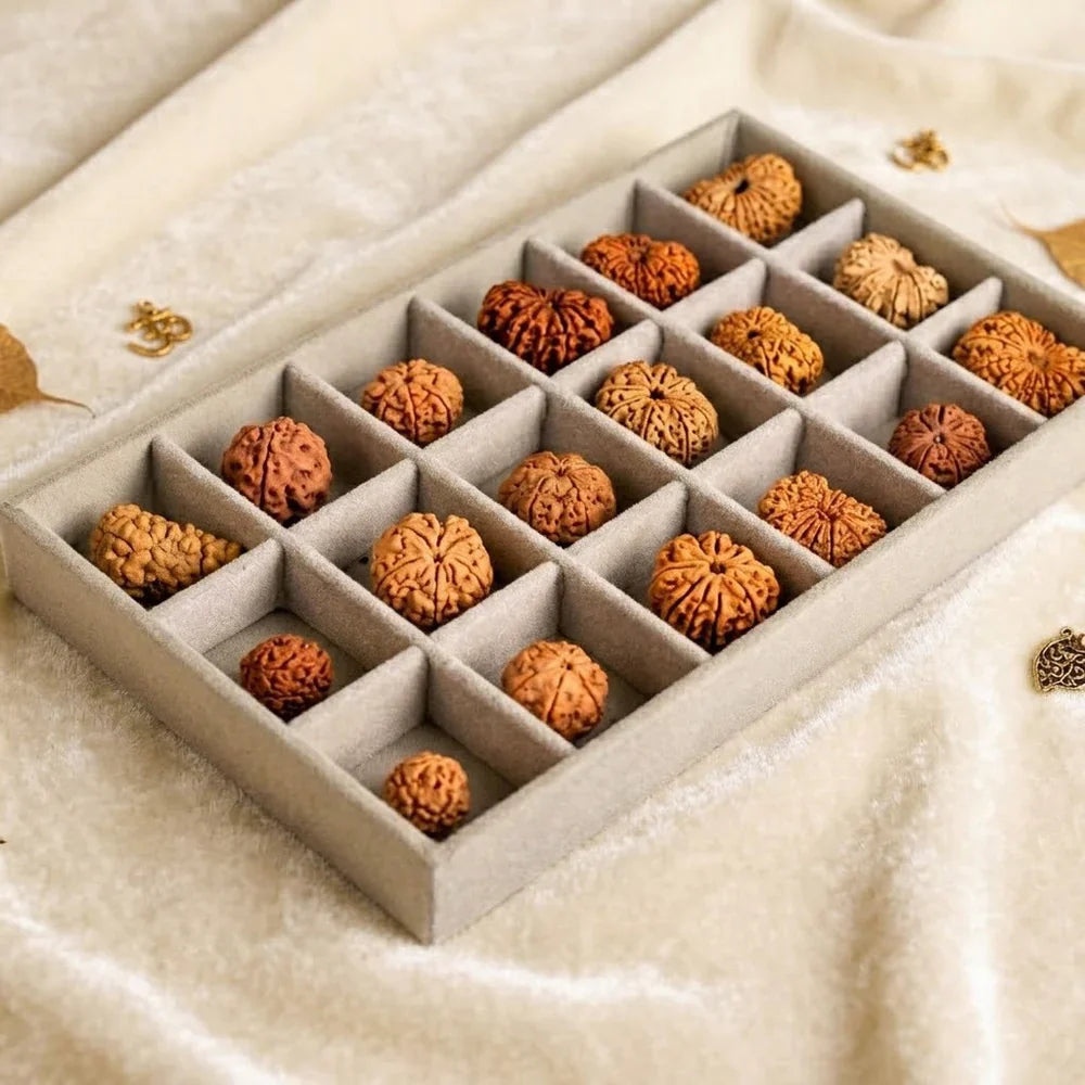 Rudraksha